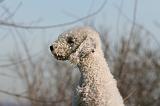 BEDLINGTON TERRIER 089
